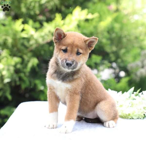 Bella, Shiba Inu Puppy